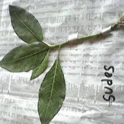 Herbarium Kelas 2b 10
