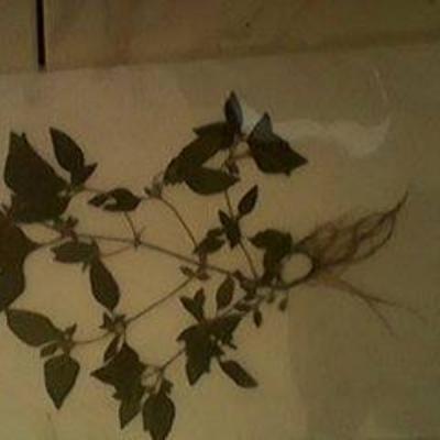 Herbarium Kelas 2b 13