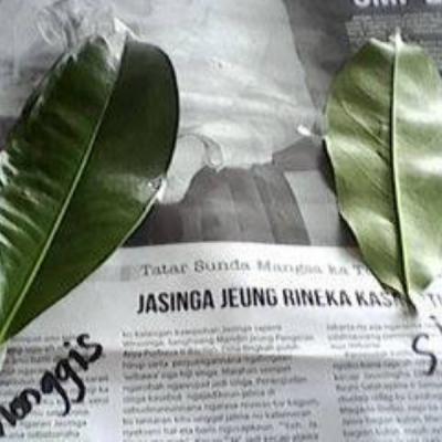 Herbarium Kelas 2b 4
