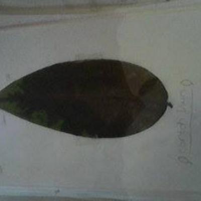 Herbarium Kelas 2b 5