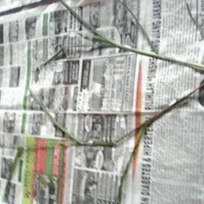 Herbarium Kelas 2b 6