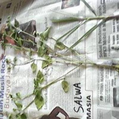 Herbarium Kelas 2b 9