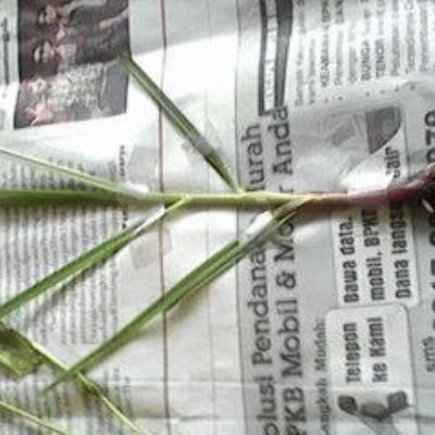 Herbarium Kelas 2B