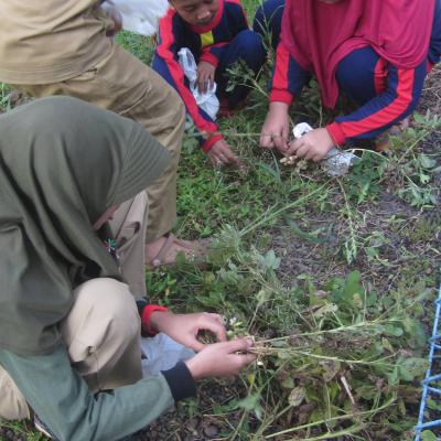 Farming Sdit Bbs 17